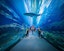 Dubai Aquarium & Underwater Zoo (General Admission) - Ticket Only
