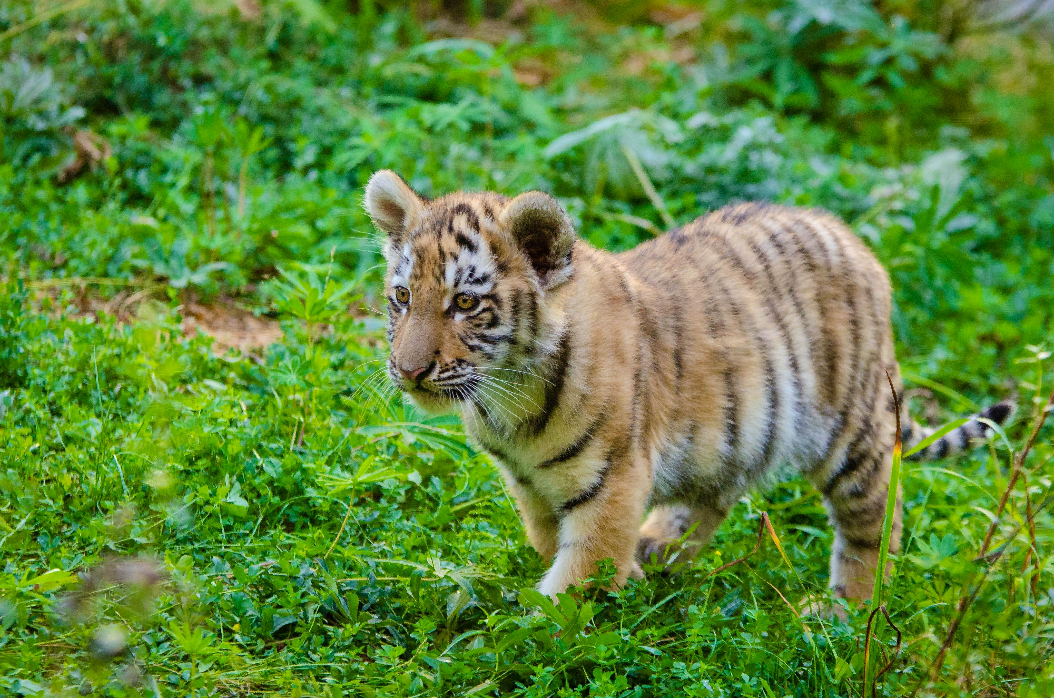 Pattaya -Tiger Park Smallest Tiger with Private Transfer