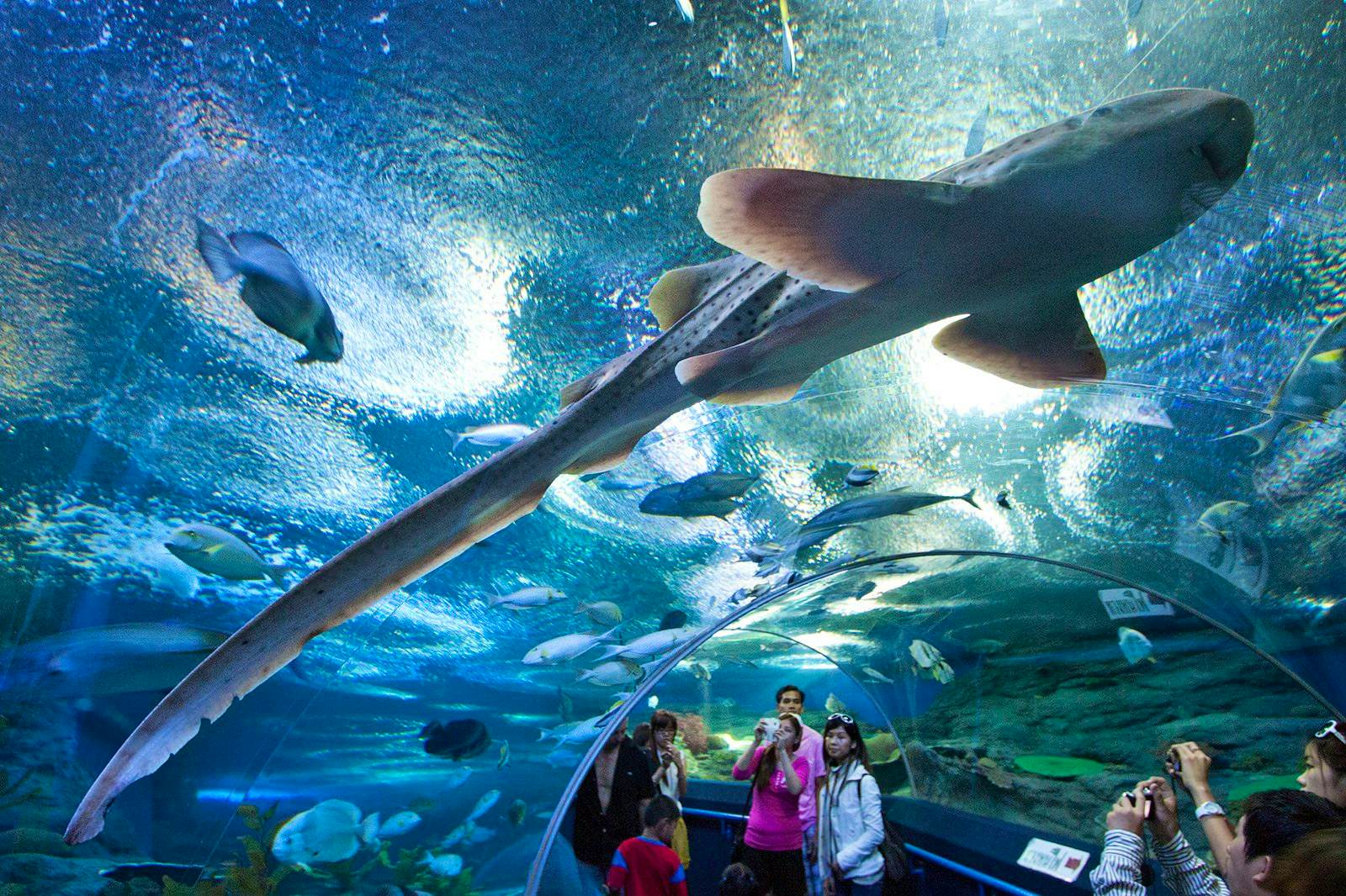 Pattaya-Under Water World With Private Transfer