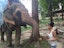 Phuket-Feeding and walk Elephant 30 mins (FW) with Shared Transfers
