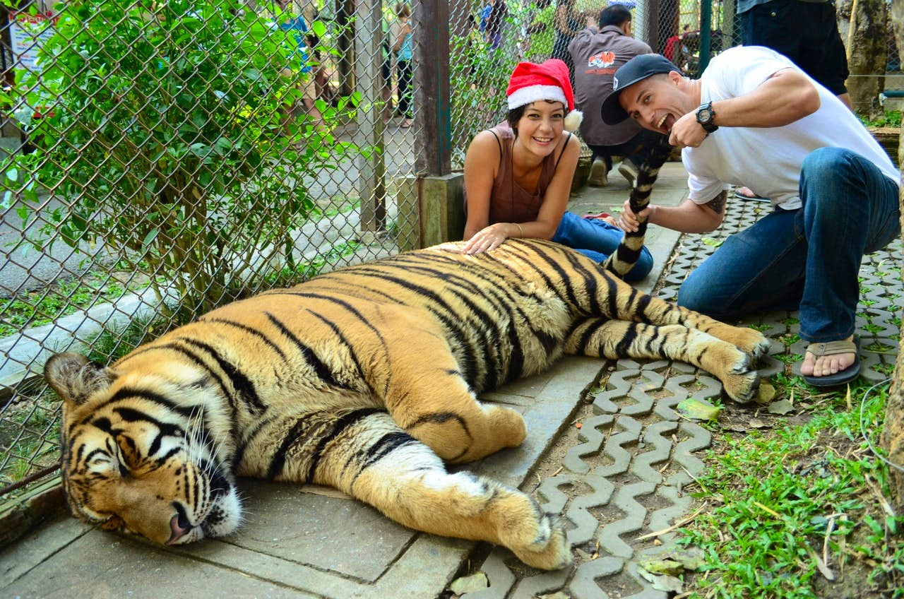 Pattaya-Tiger Park Big Tiger entry with Private Transfers