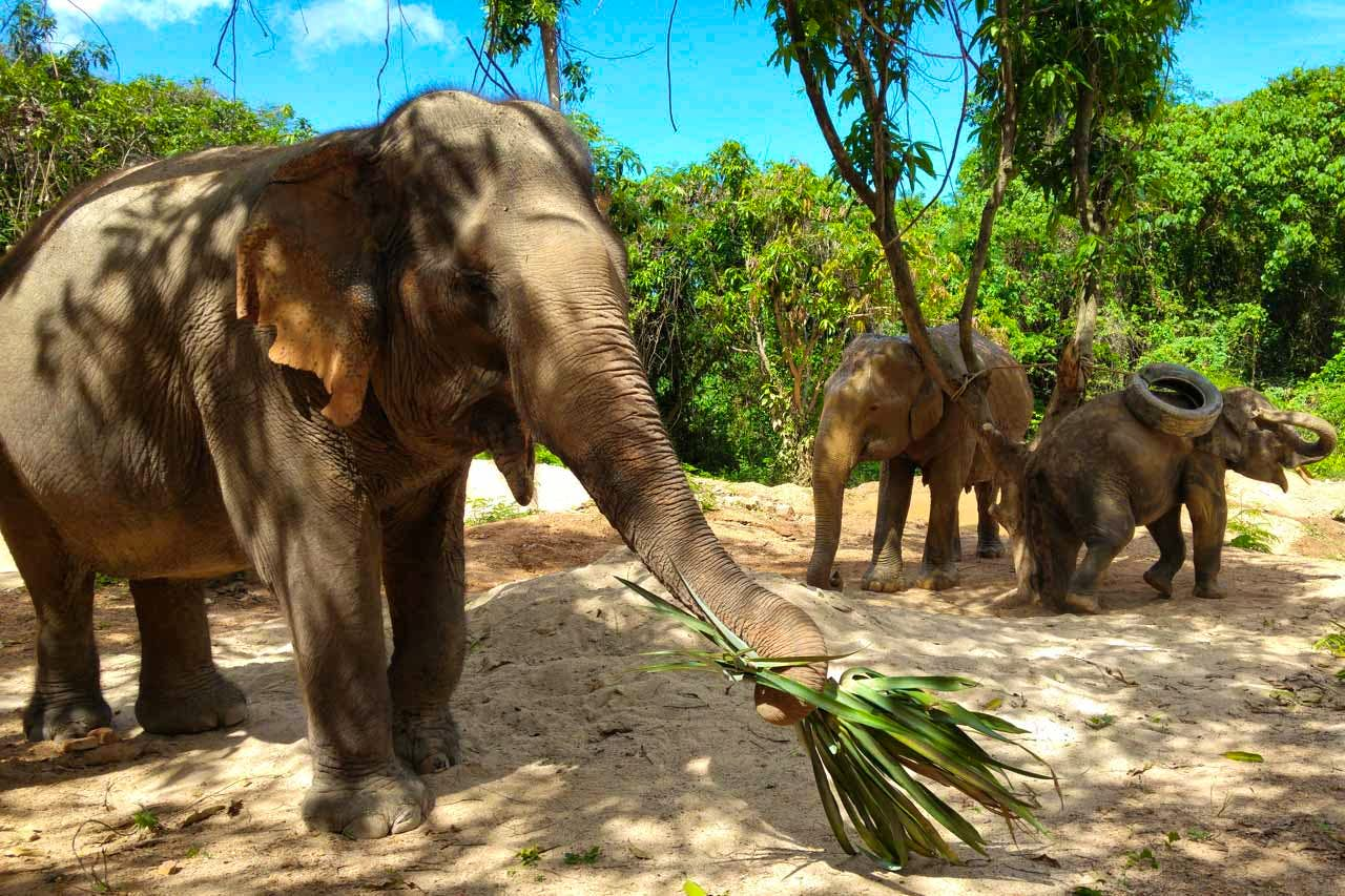 Pattaya-Elephant Jungle Sanctuary Half Day Program With Shared Transfer