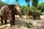 Pattaya-Elephant Jungle Sanctuary Half Day Program With Shared Transfer
