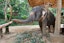 Phuket-Combo 3 - Big Buddha, Tiger Kingdom/Tiger Park , Promthep Cape ,Feed Baby Elephant and Honey Farm with Shared Transfer