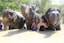 Phuket-Feeding and walk Elephant 30 min. + Watching Elephants play in the water (Shared Transfer)  