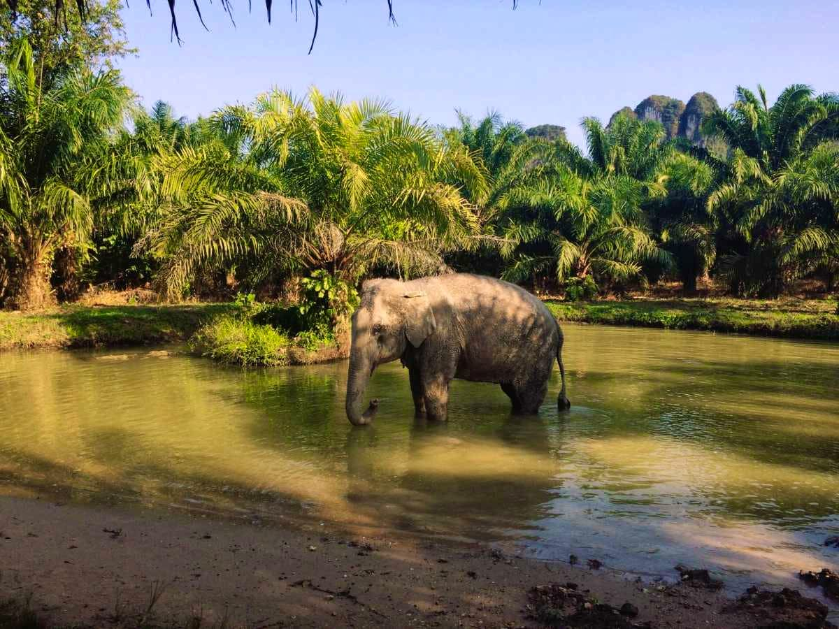 Krabi-Elephant Sanctuary Half Day With Shared Transfers