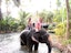 Krabi-Elephant Trekking - 1 Hour With Private Transfer