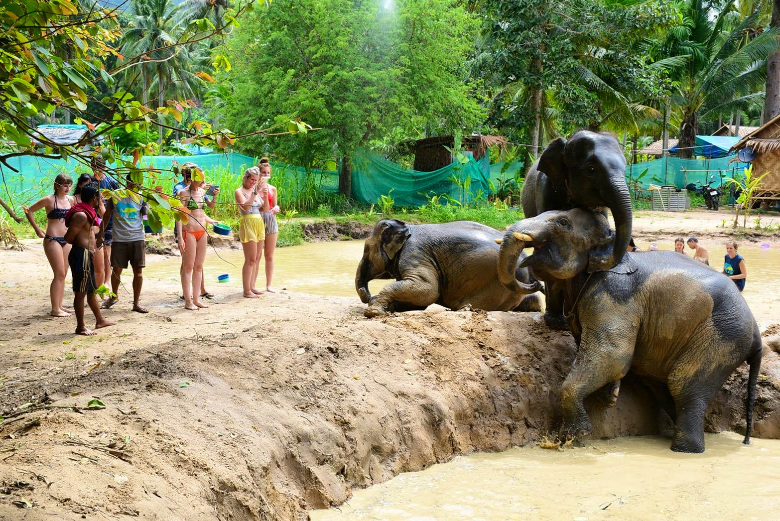 Samui - Elephant Mud Spa With Shared Transfers