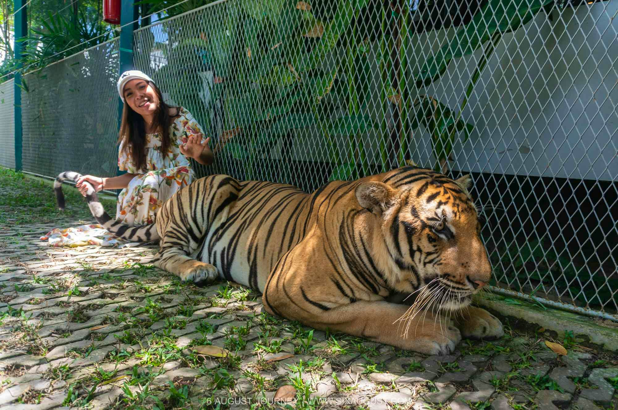 Pattaya - Tiger Park - Play 4 (Big, Medium, Small & Smallest) With Private Transfer