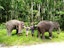 BAREBACK ELEPHANT RIDING ONLY 30 MINS  (Pick up for hotels in Patong, Kata, Karon & Kamala)