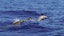 Dolswim Dolphin and Whale Encounters