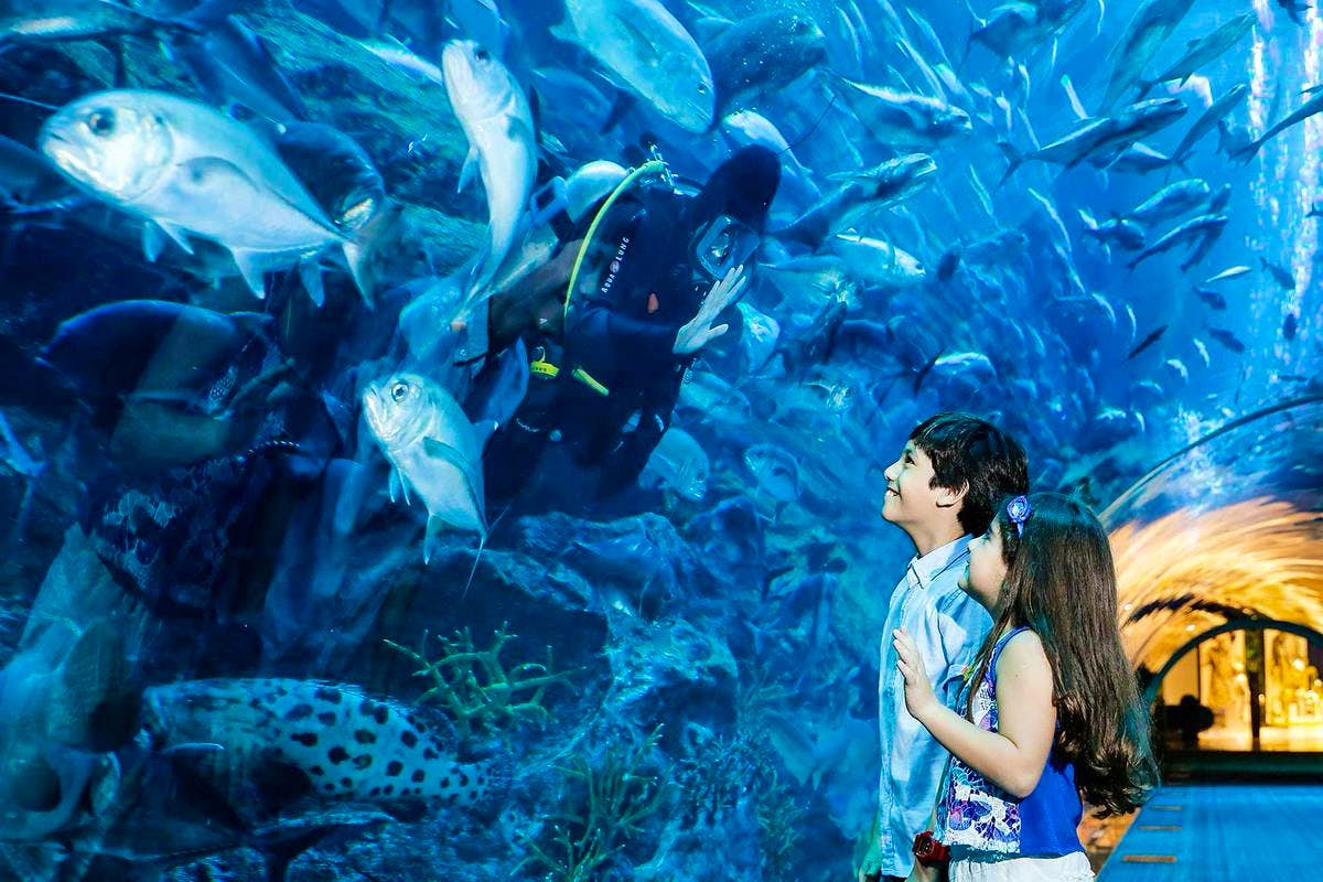 Explore Dubai Mall – Attractions Include the Dubai Aquarium, Burj Khalifa (Non-prime Hours), Dubai Fountain Show & Underwater Zoo (only Ticket)