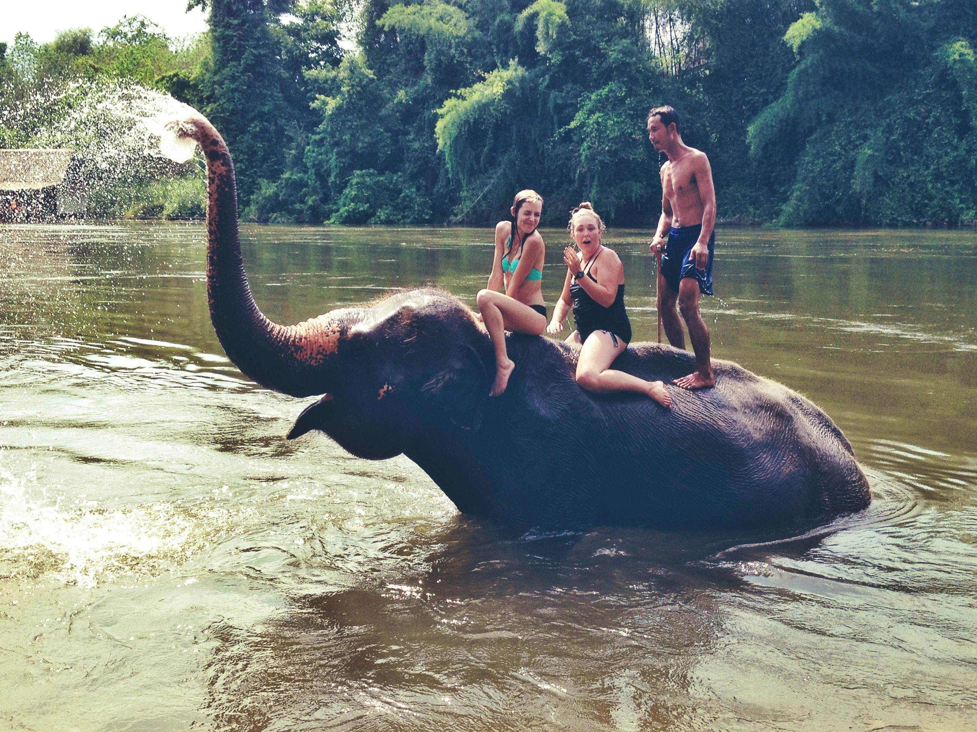 Feeding and Elephant Walk in 30 Mins + Enjoying Elephant Bathing (Pick up for hotels in Patong, Kata, Karon & Kamala)