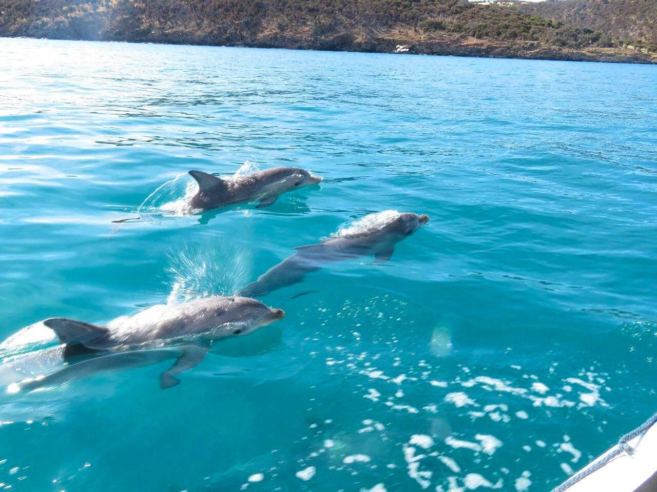 2 hour dolphin including snorkelling and Casela entrance With Private Transfers