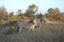 Johannesburg: Affordable 3 Day Safari Adventure in Kruger