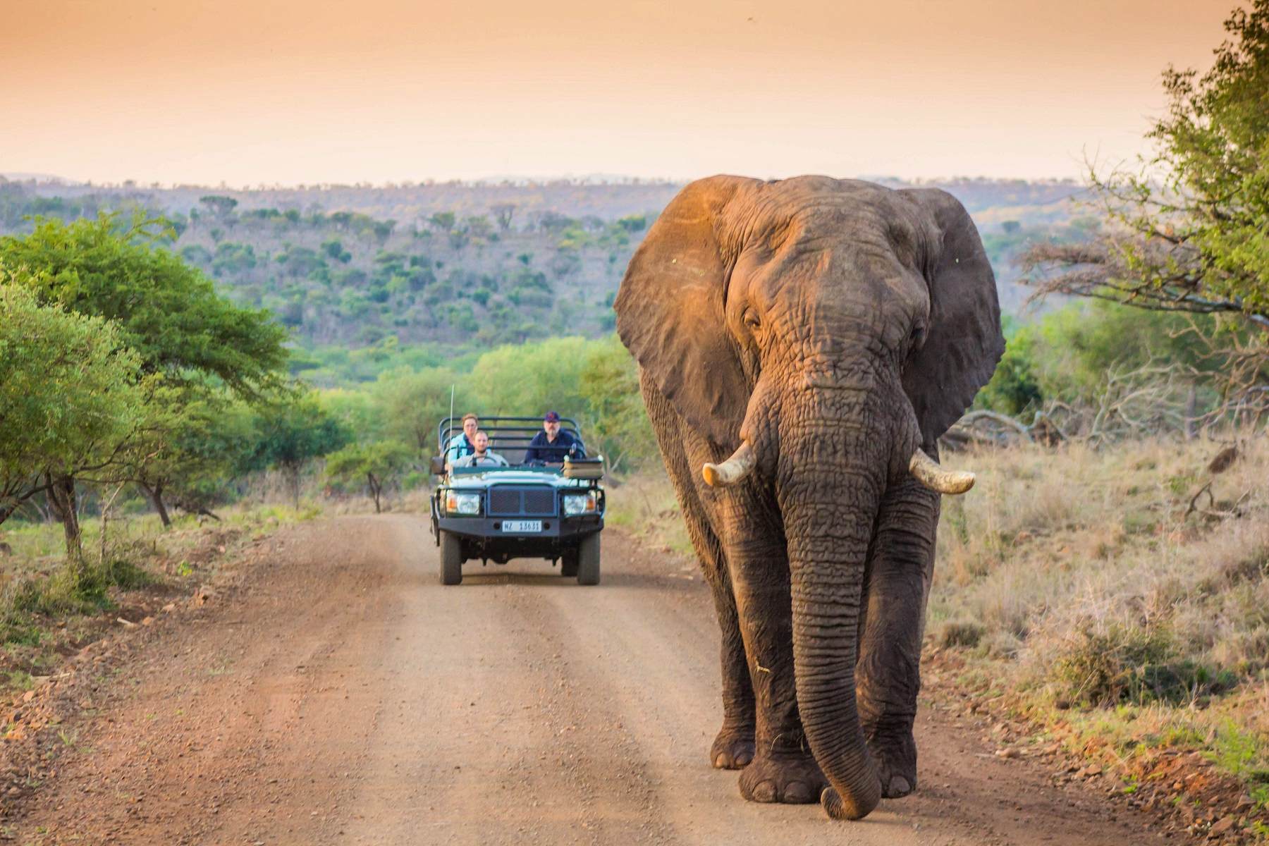 Full-Day Kruger National Park Safari from Johannesburg