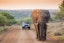 Full-Day Kruger National Park Safari from Johannesburg