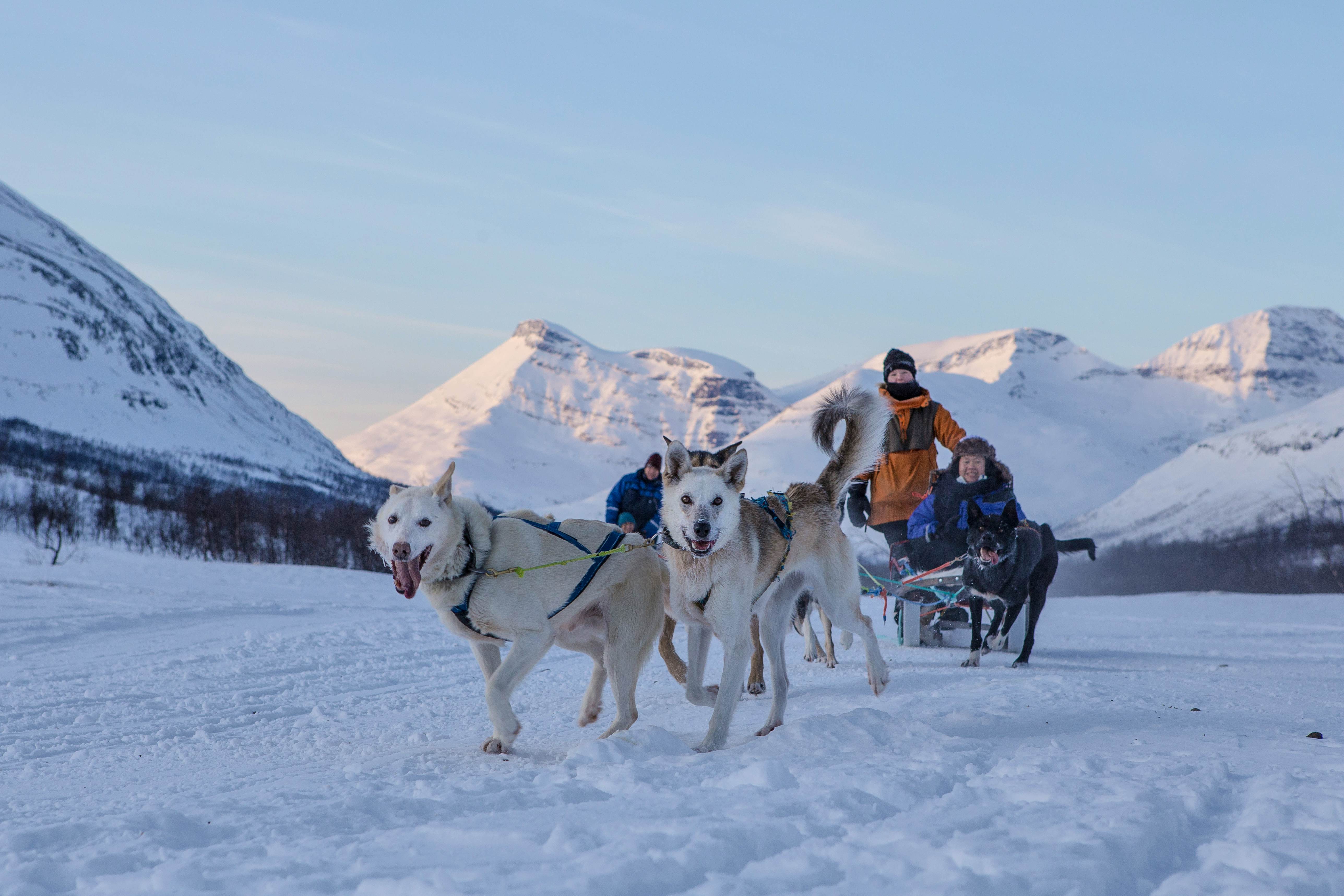 Lapland Husky Sled Safari from Tromso