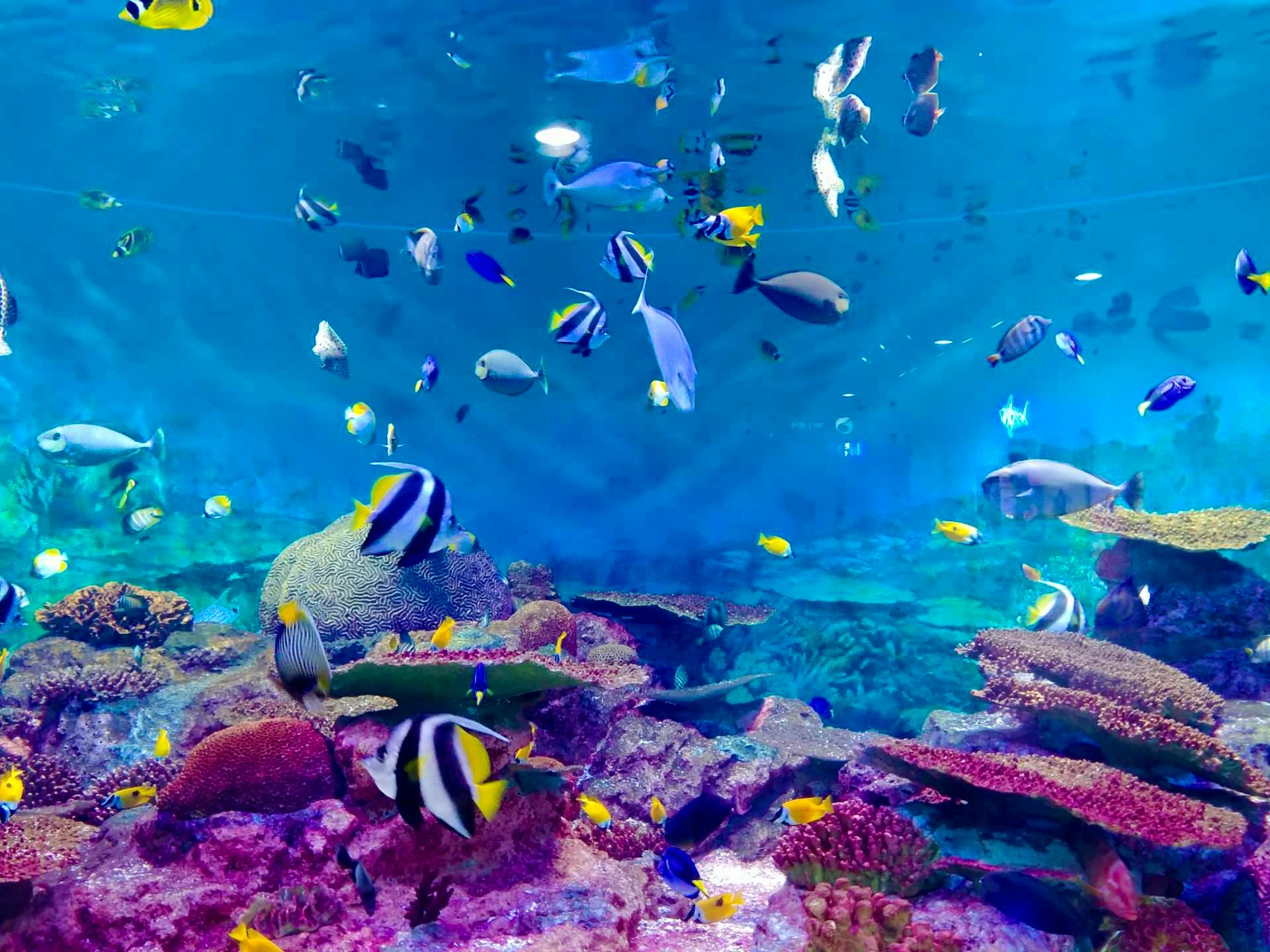 Odysseo - Oceanarium Mauritius