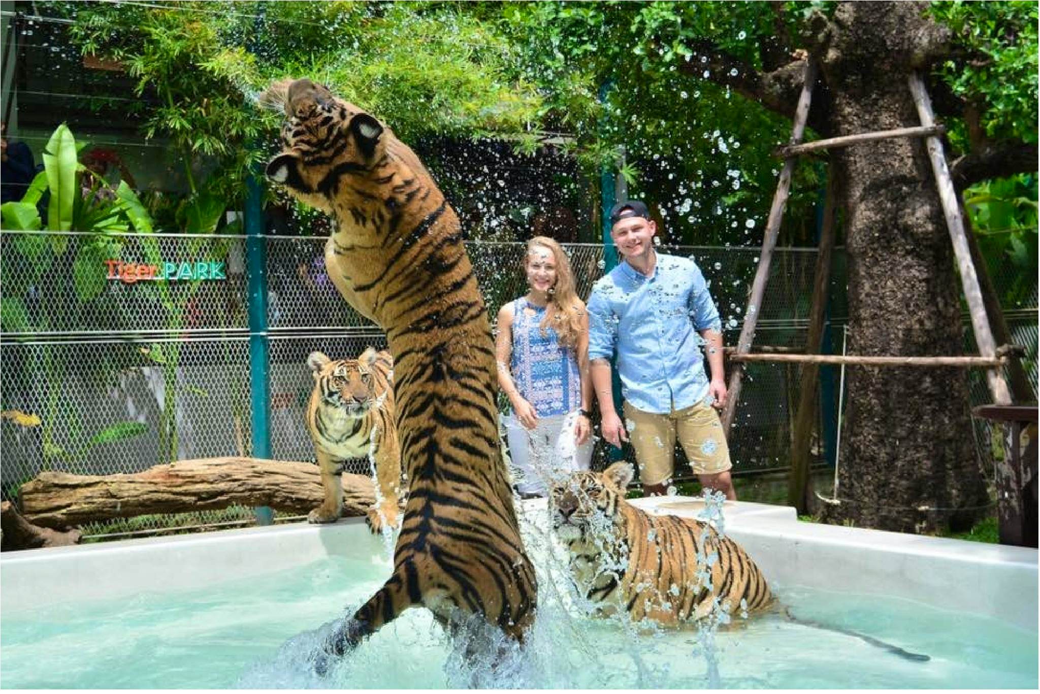 Pattaya Tiger park ( Medium tiger )