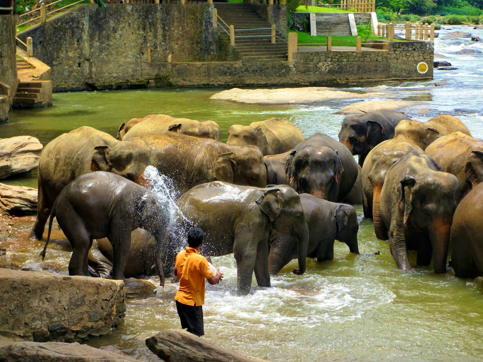 Pinnawala Elephant Orphanage Day Tour