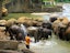 Pinnawala Elephant Orphanage Day Tour