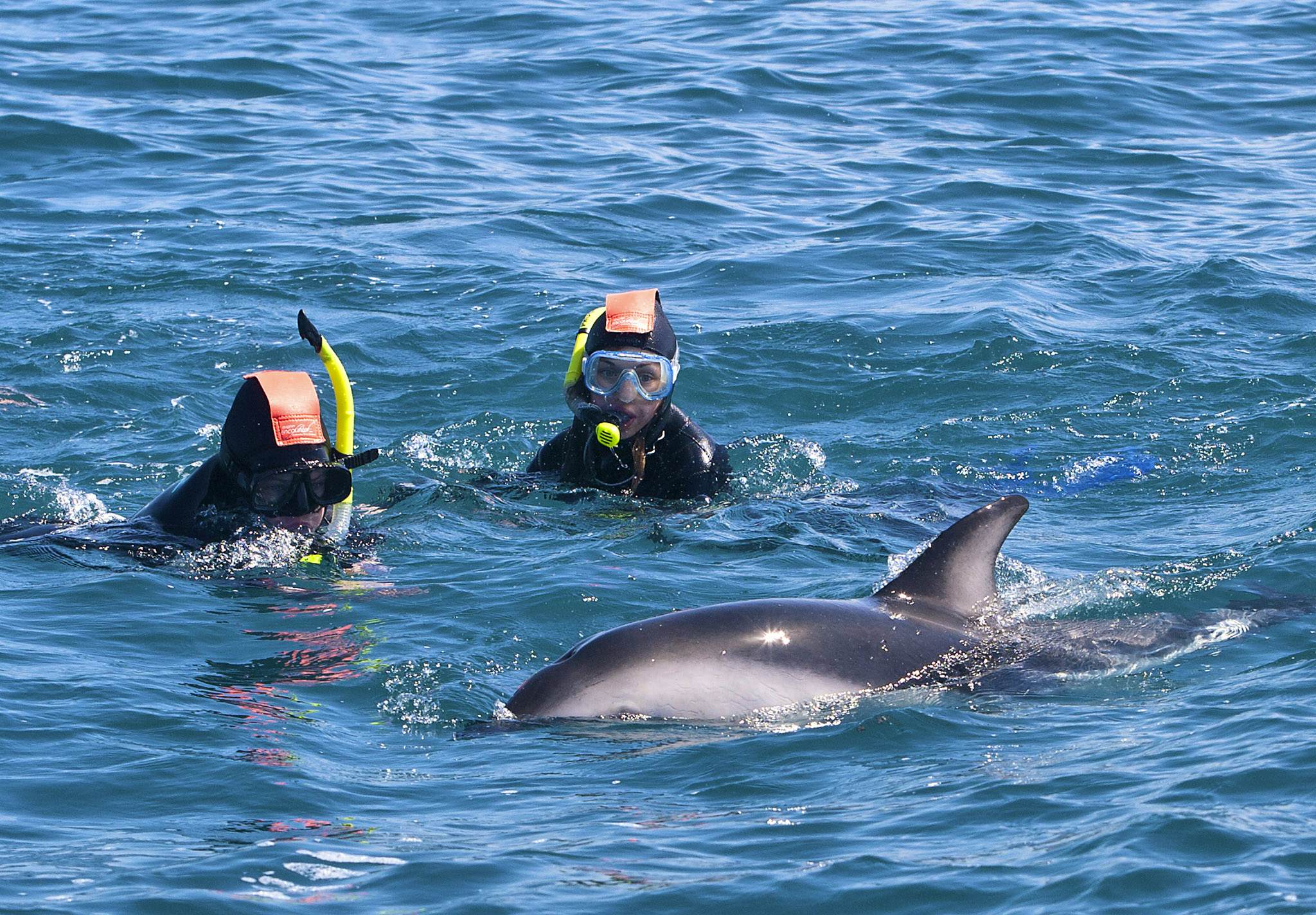  kaikoura swim with dolphins
