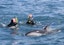  kaikoura swim with dolphins