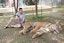Tiger Kingdom/Tiger Park - Cheetah (Shared Transfer)