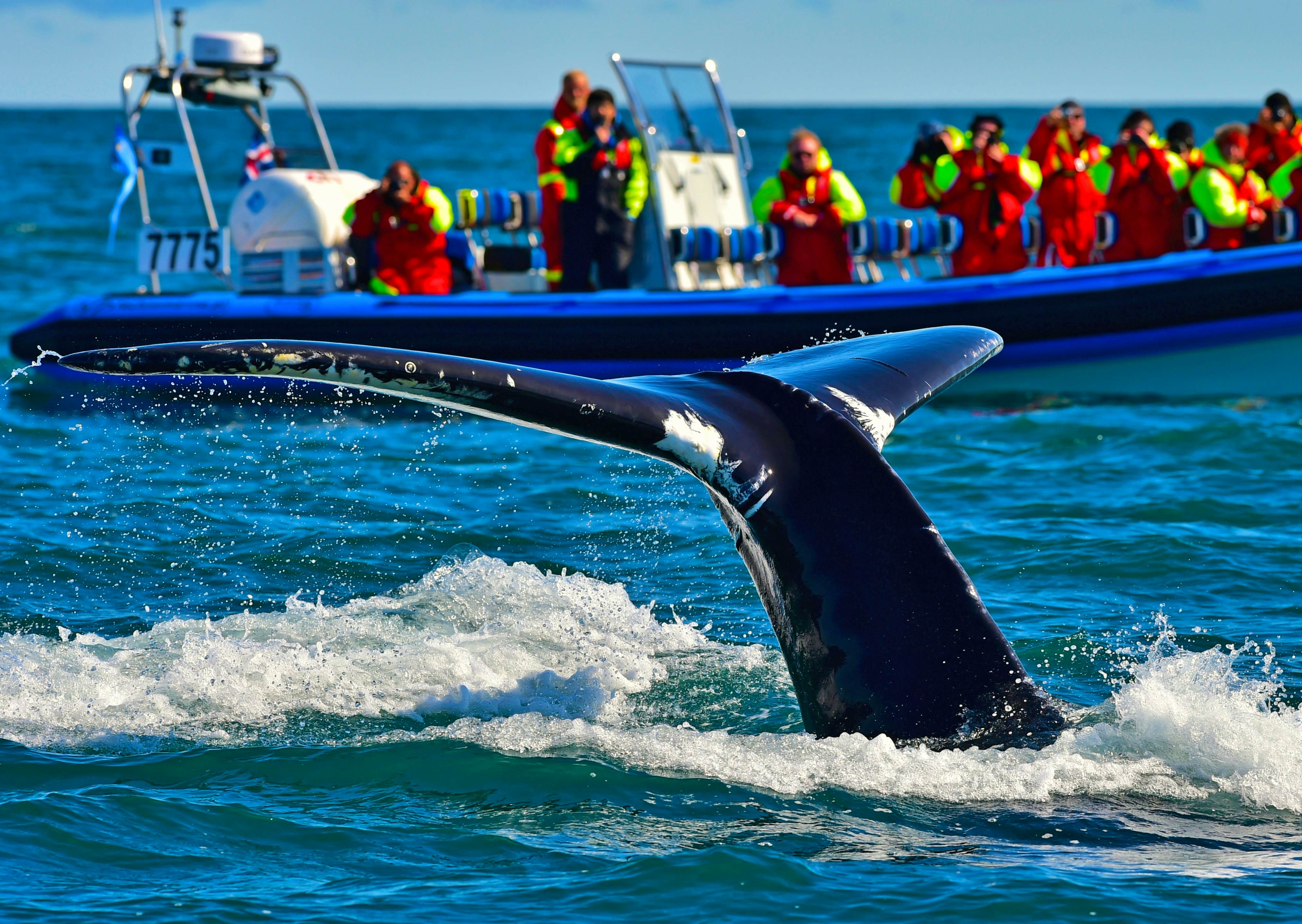 Big Whale Safari & Puffins