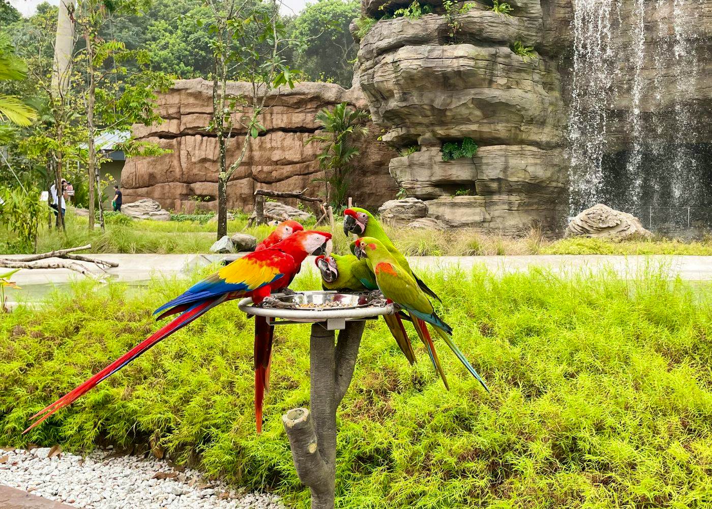 Bird Paradise Discovery: Explore Singapore's Wildlife Haven