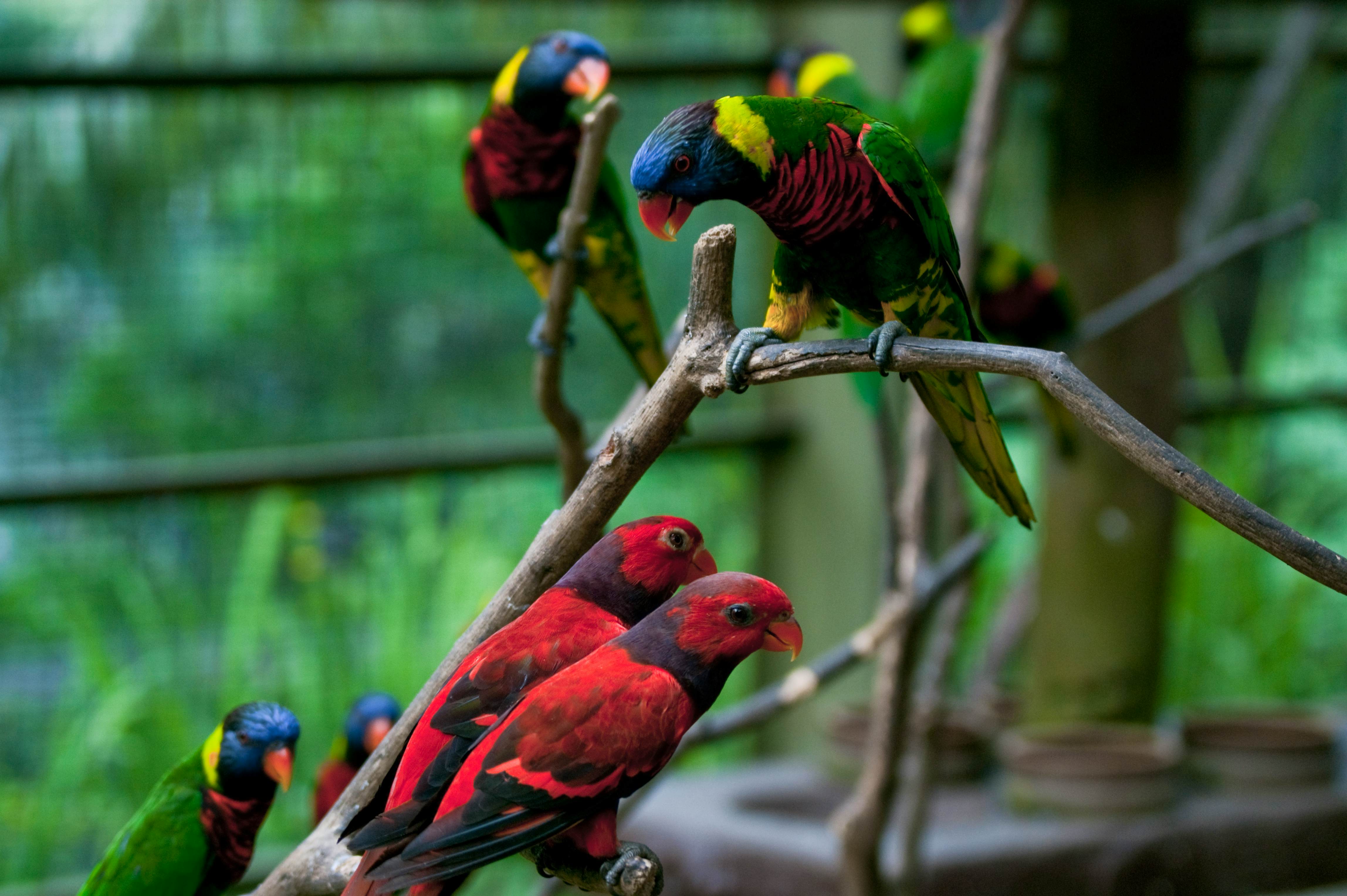 Kuala Lumpur Bird Park Admission with Transfer