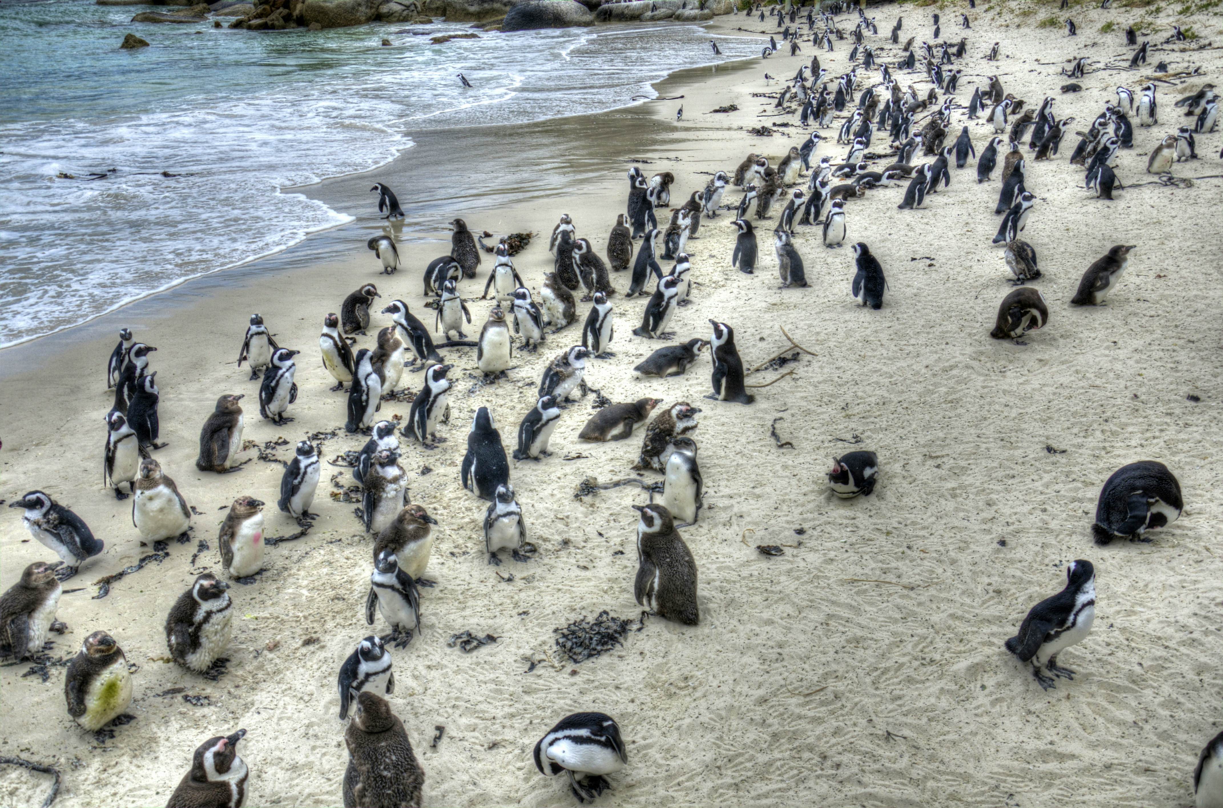 Cape Point and Boulder's Beach Penguins Tour: Including Park fee