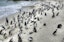 Cape Point and Boulder's Beach Penguins Tour: Including Park fee