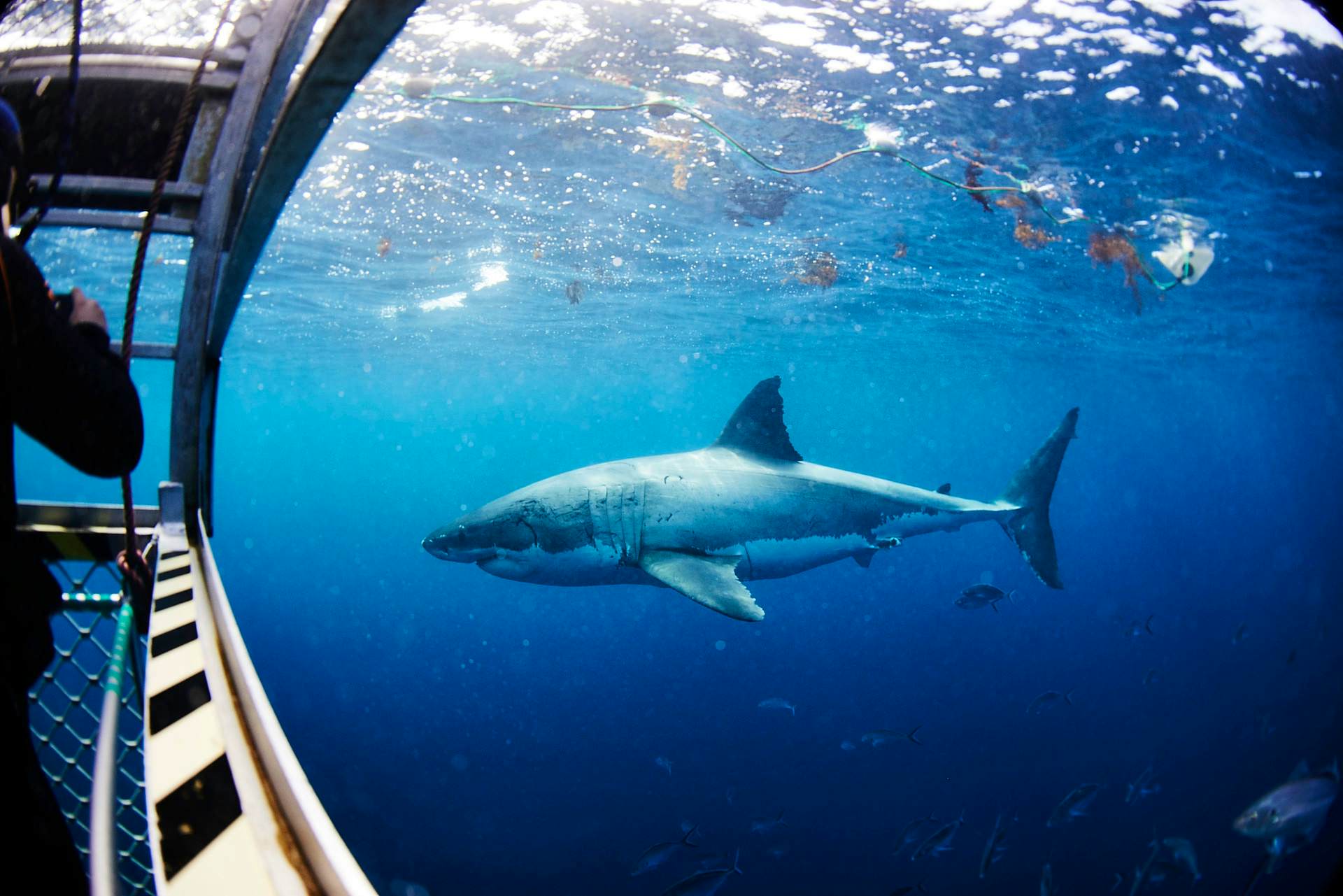 Cage Dive with Great White Sharks at Port Lincoln