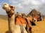 Camel Ride at the Pyramids ( Sunset or Sun Rise)  on Shared Basis