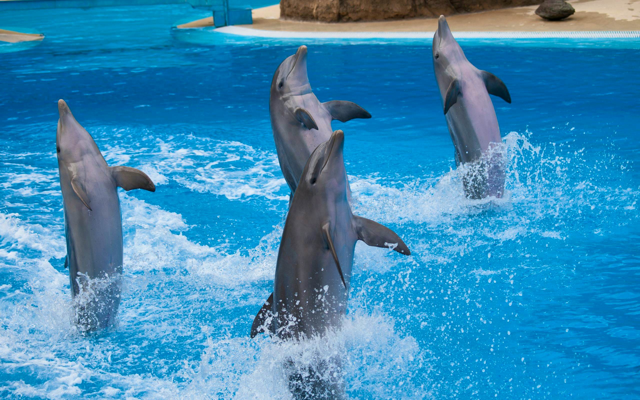 Dubai Dolphinarium - The Illusion, Dolphin & Seal Show & Creek Park Bird Show