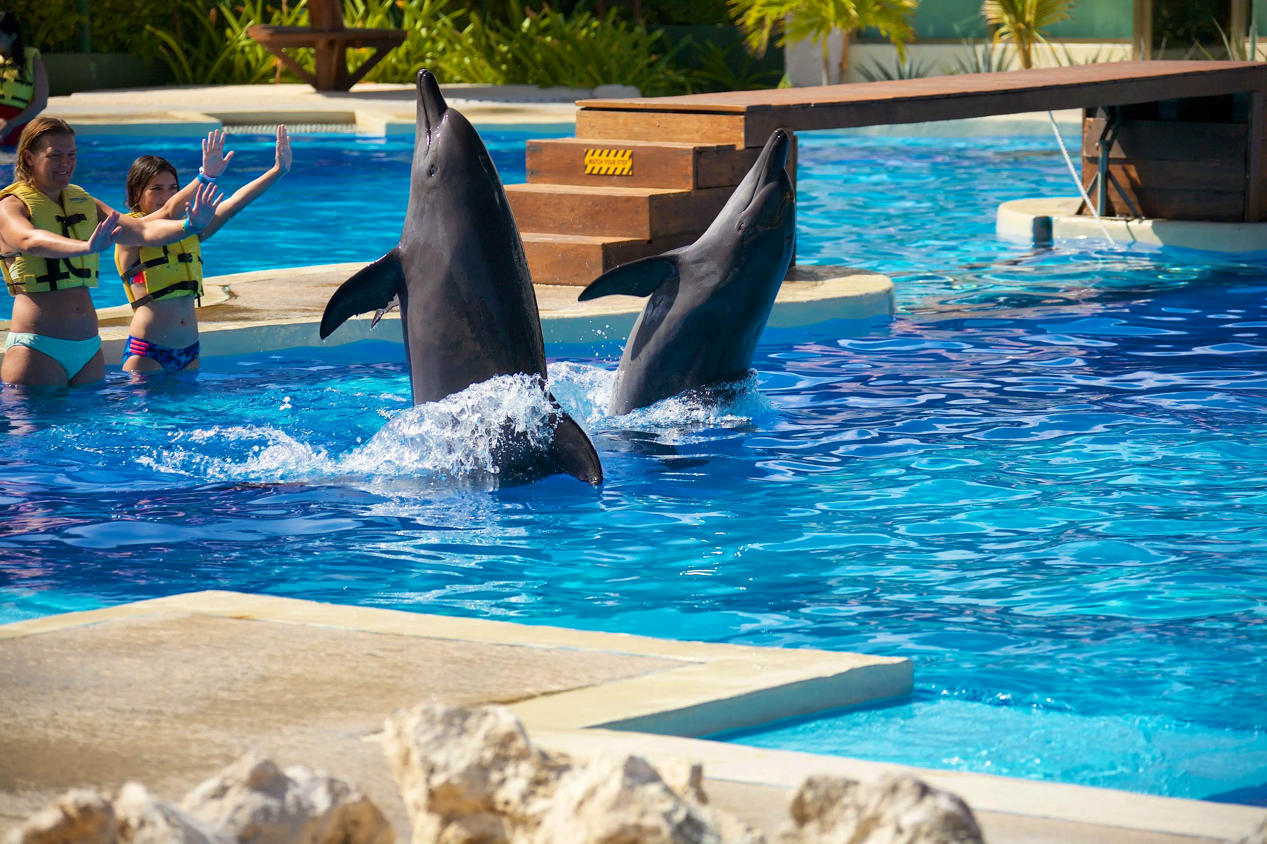 Dolphin discover & adventure covepark with private transfers