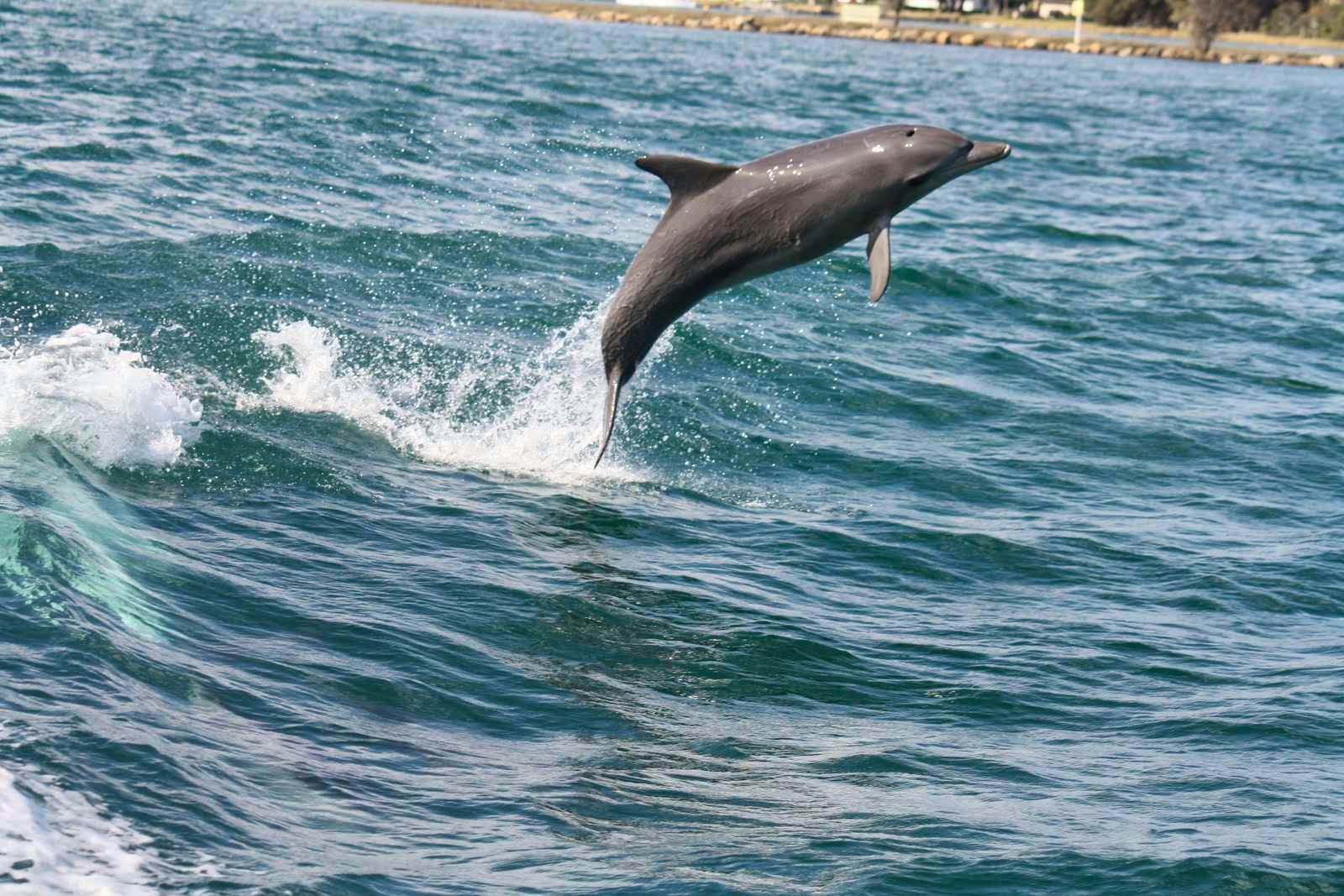 Mandurah Dolphin Watching and Scenic Canal Cruise