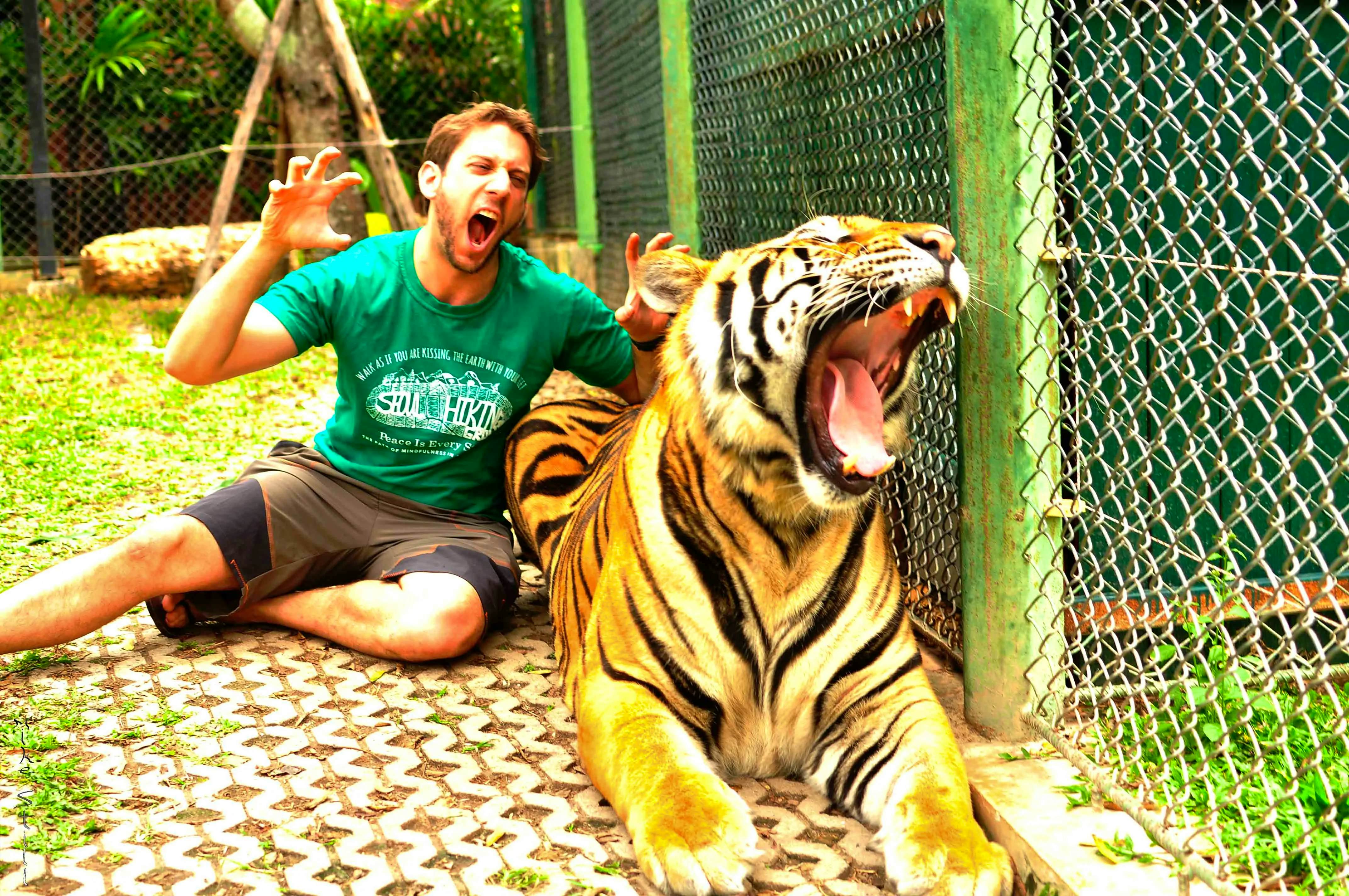 Tiger Kingdom Phuket- Medium Tiger With Private Transfers