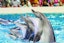 Dubai Dolphinarium - Dolphin & Seal Show (Regular Tickets) & Bird Show Combo - Ticket Only