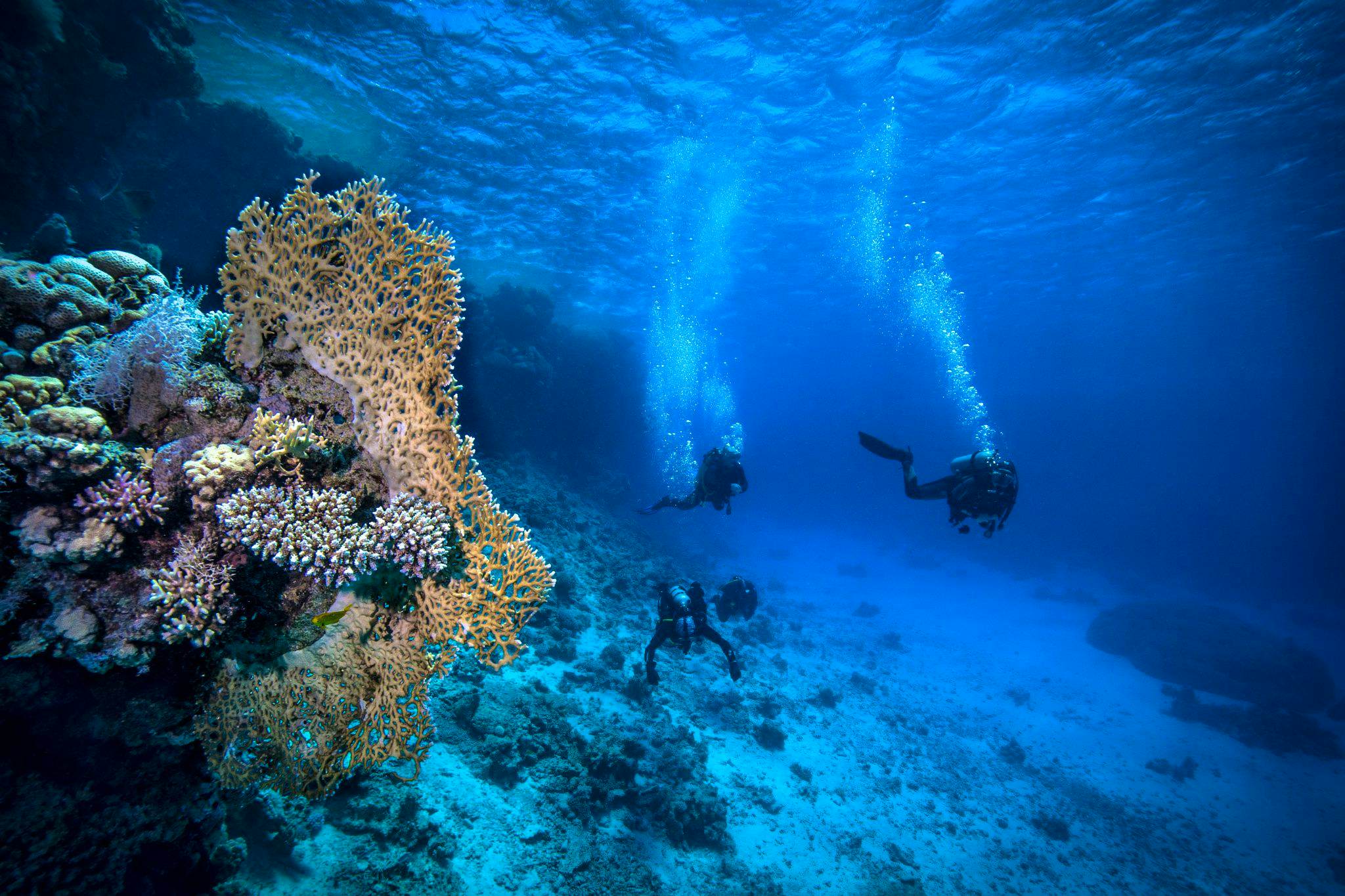 Discover Scuba Dive With Private Transfers