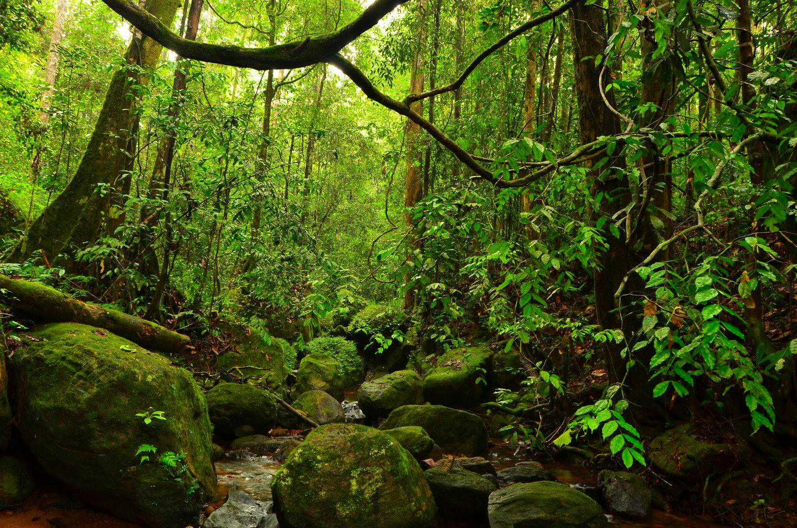 Sinharaja Forest Reserve (From Galle)