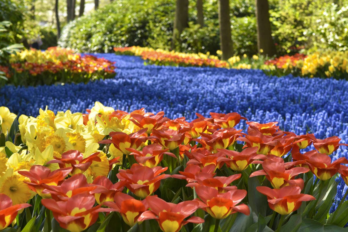 Private Half-Day Trip From Amsterdam to The Tulip Fields in Keukenhof