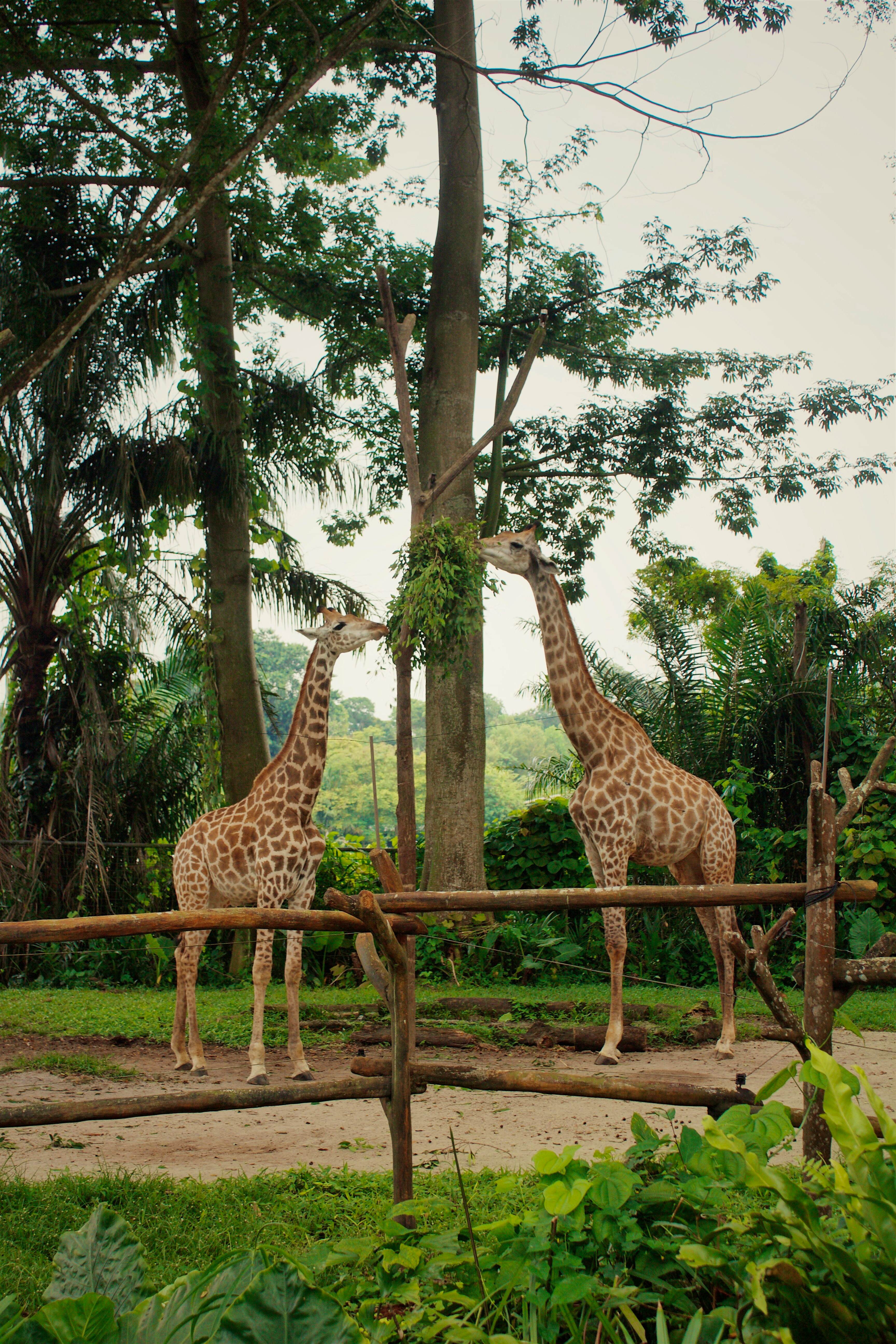 Singapore Zoo + Birds Paradise On SIC Basis