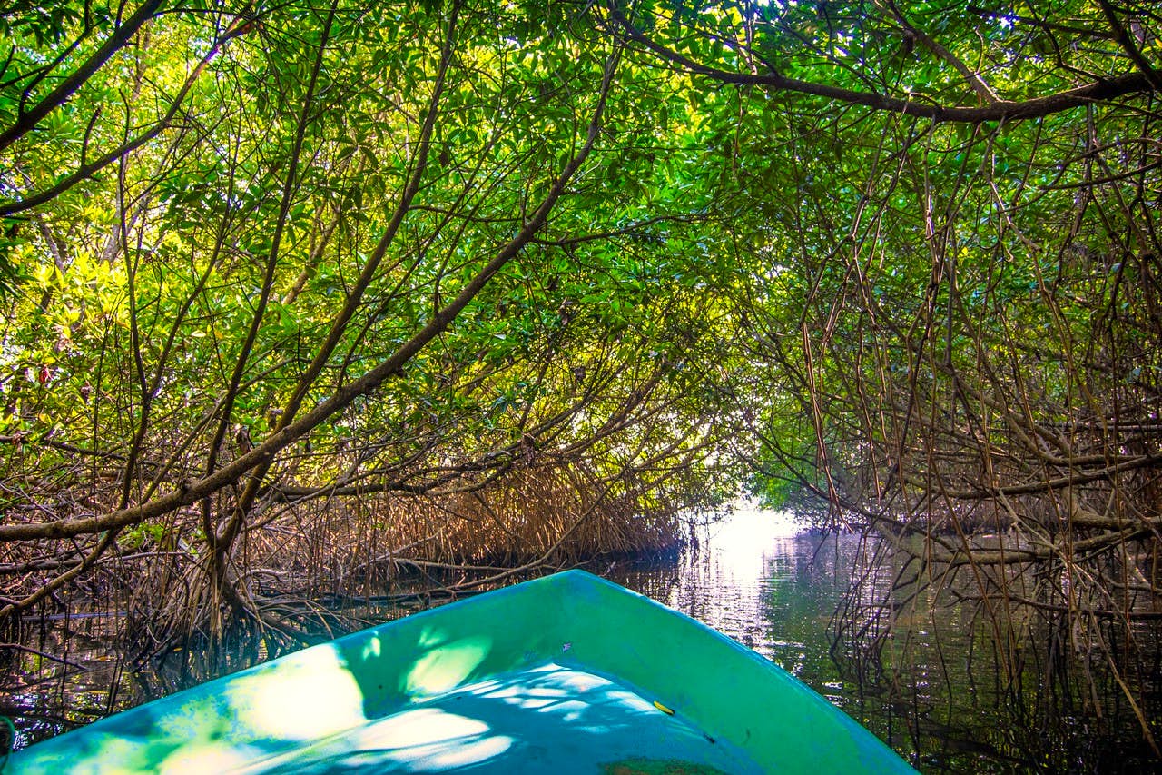 Mangrove River Safari Experience in Bentota