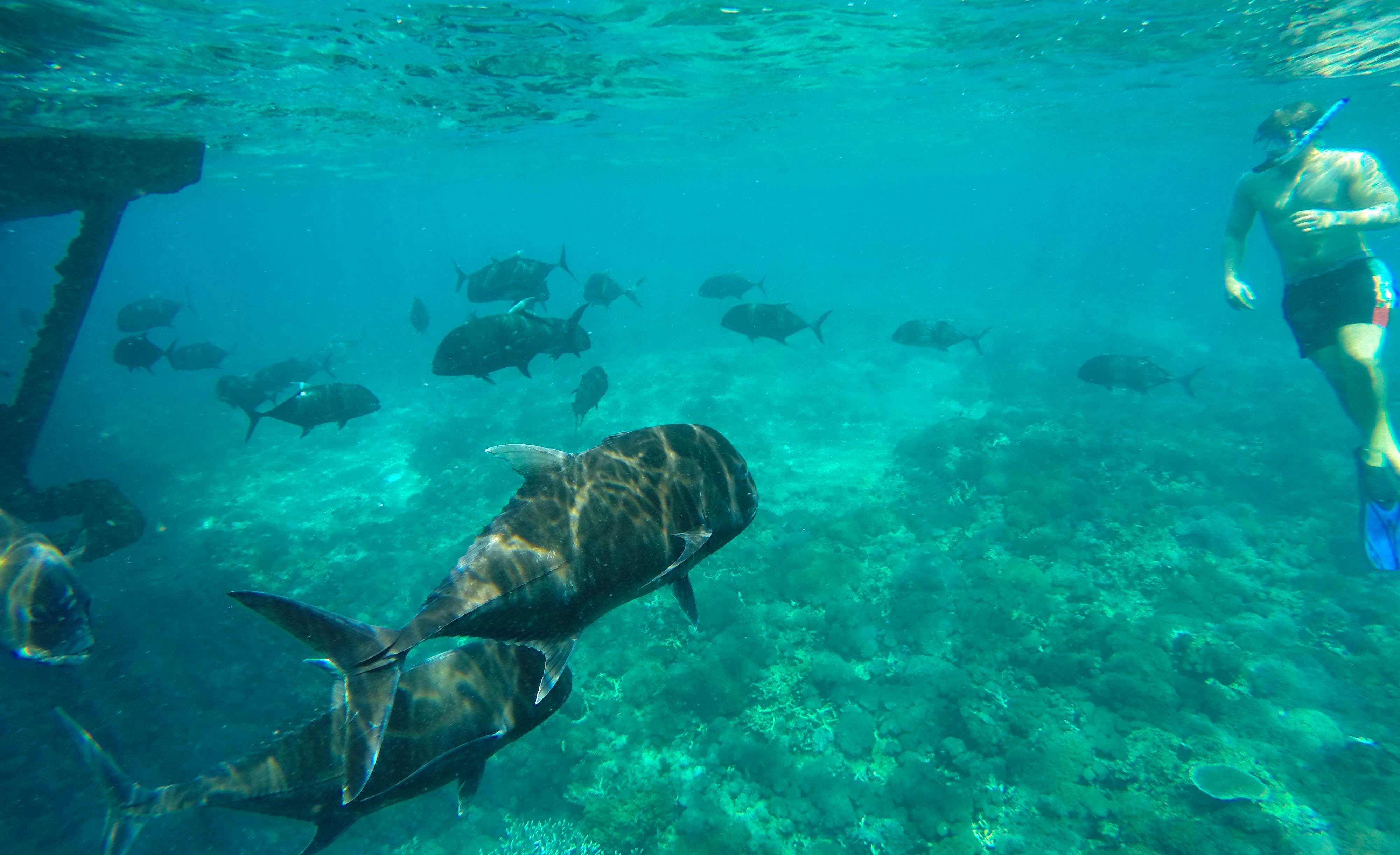  Nusa Penida Snorkeling Adventure