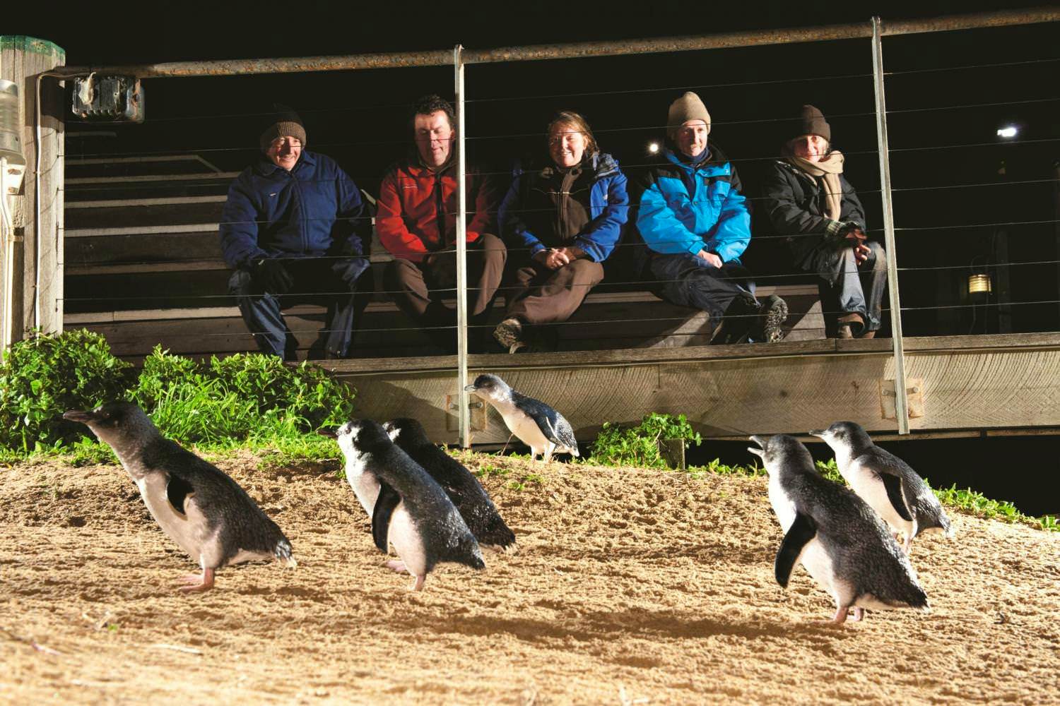 Penguin Parade & Wildlife Afternoon Tour