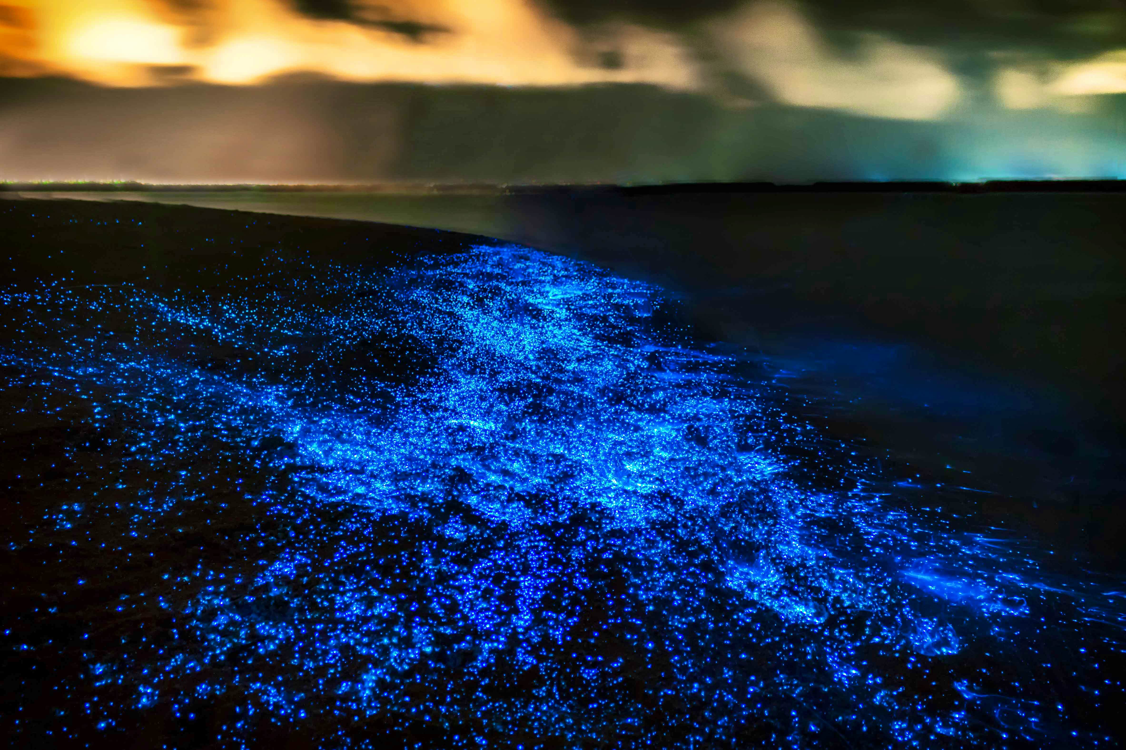 Bio Luminescent Swimming From Krabi