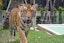 Tiger Kingdom Phuket- Smallest Tiger (Pickup from Hotel Area G1 only)